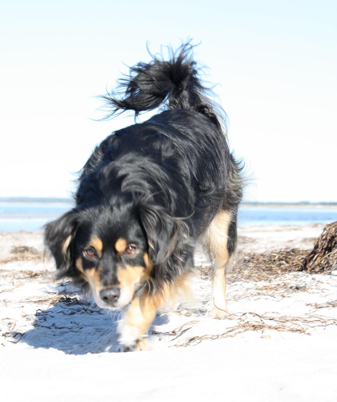 Blanding af racer Vaks billede 18