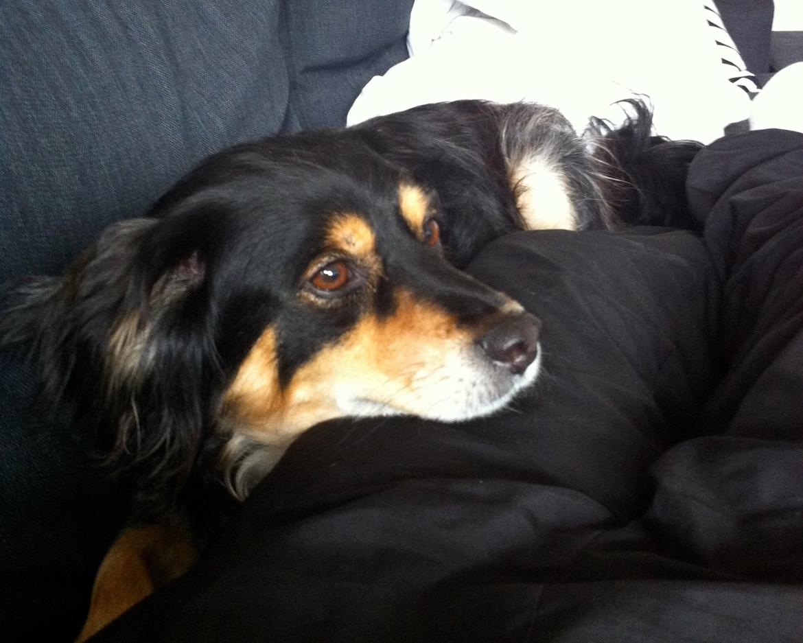 Blanding af racer Vaks billede 20