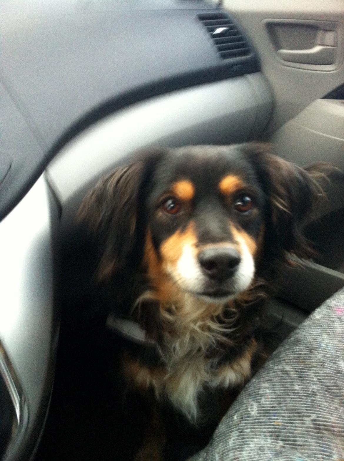 Blanding af racer Vaks billede 21