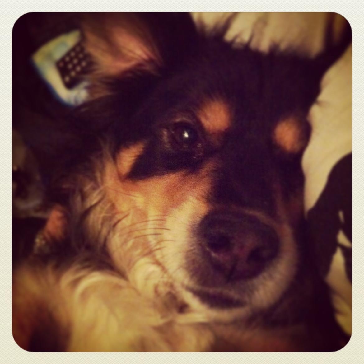 Blanding af racer Vaks billede 23