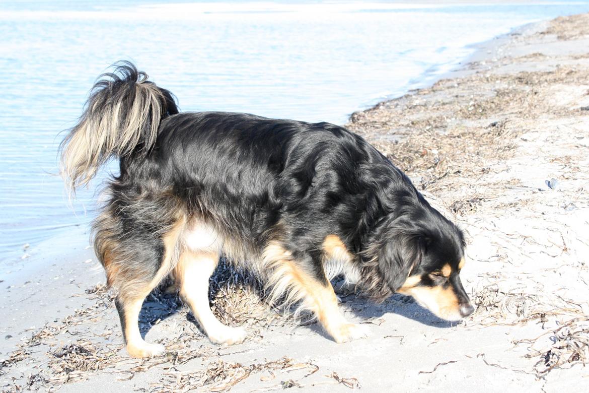 Blanding af racer Vaks billede 19