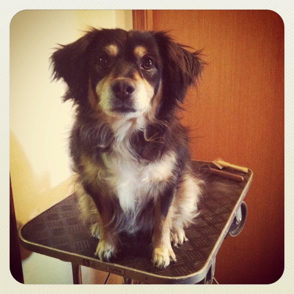 Blanding af racer Vaks billede 25