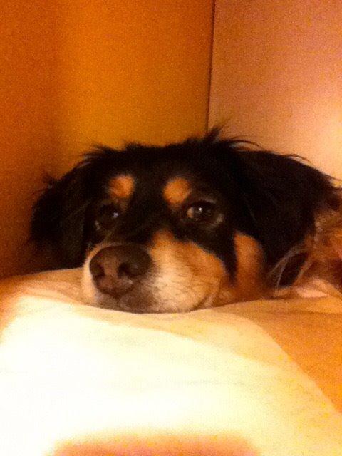 Blanding af racer Vaks billede 24