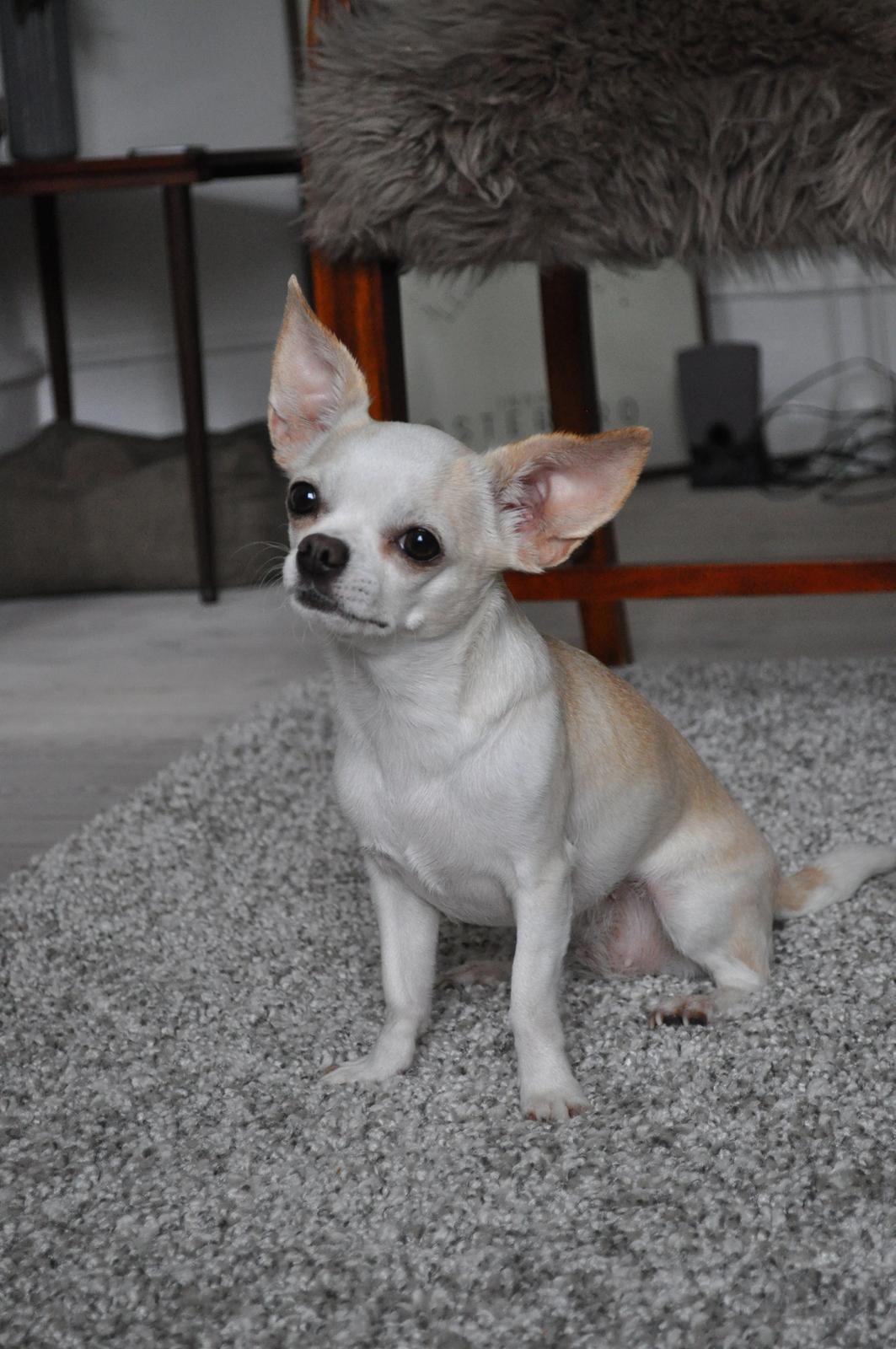 Chihuahua Dee Kay Excellent Eja (Minnie) billede 1