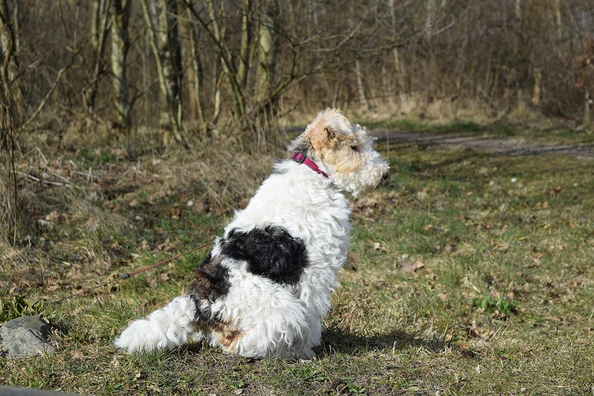 Ruhåret foxterrier Tiffy - Og nej vi er ikke blevet for tyk.....men trænger til en trimning billede 15