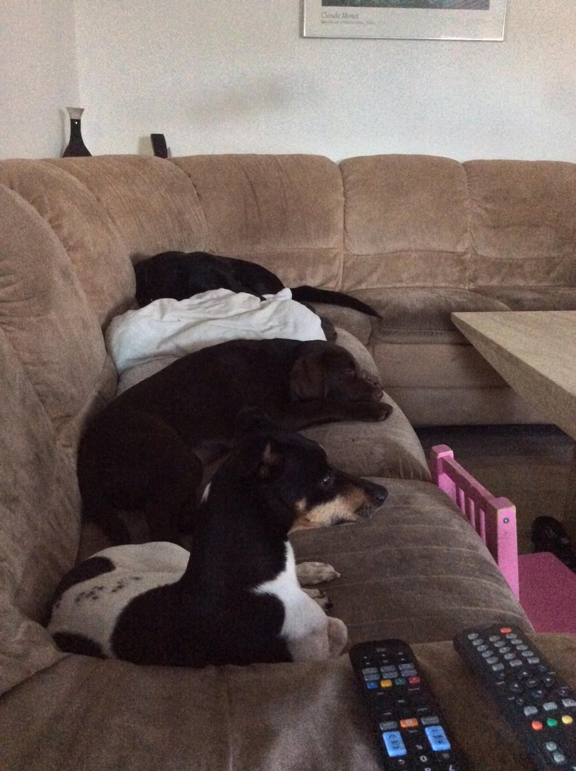 Blanding af racer Dansk/Svensk -Mynde Donna (Rafiki) - godt vi har en stor sofa når alle hundene skal være der  billede 19