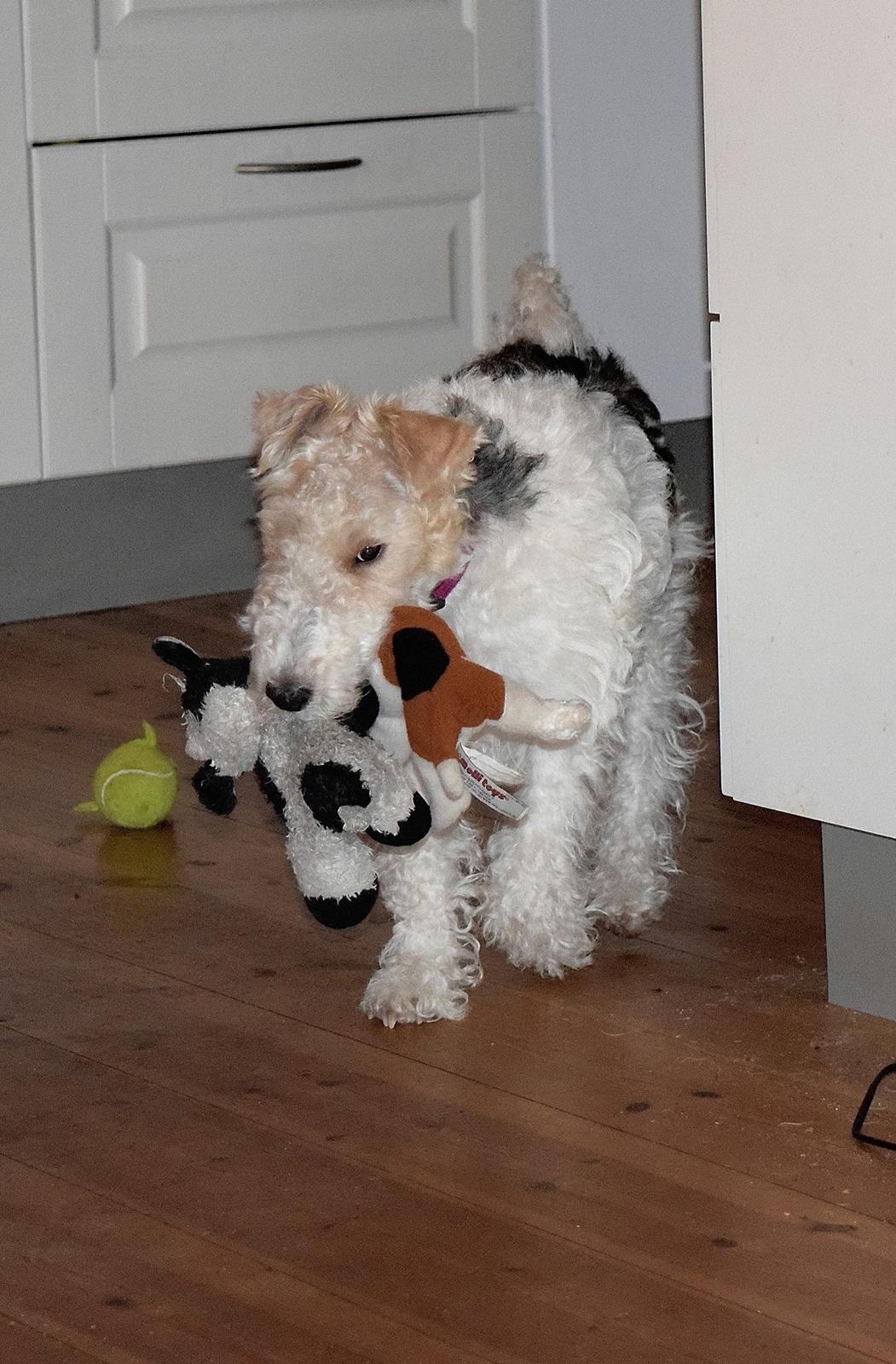 Ruhåret foxterrier Tiffy billede 16