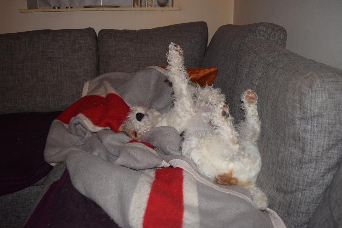 Ruhåret foxterrier Tiffy billede 17