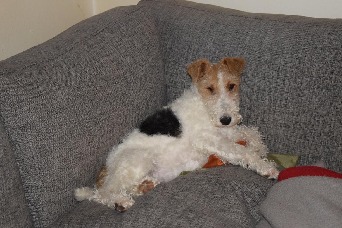Ruhåret foxterrier Tiffy billede 18