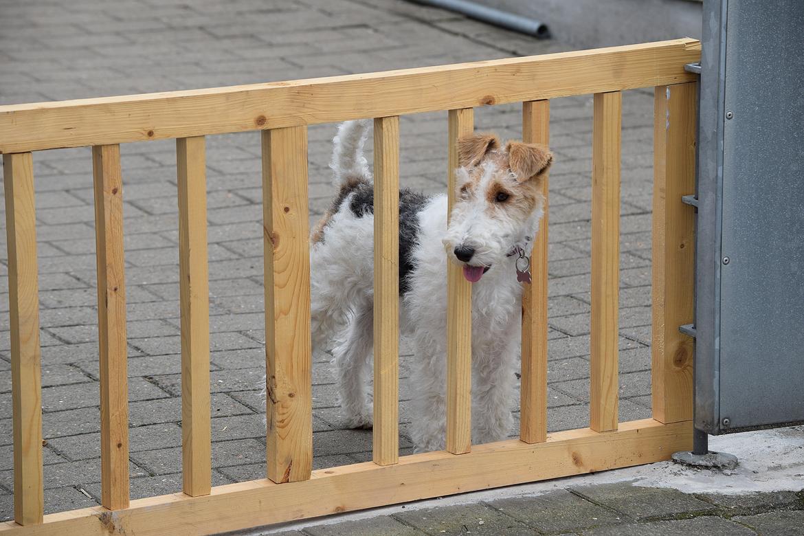 Ruhåret foxterrier Tiffy billede 19