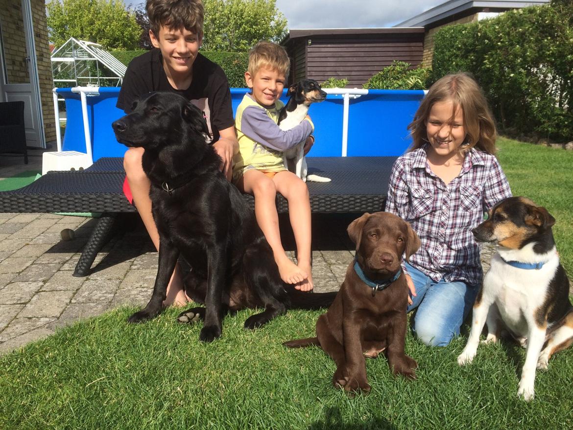 Blanding af racer Dansk/Svensk -Mynde Donna (Rafiki) - familiefoto taget til topper s familie inden han flyttede hjem til fyn billede 20