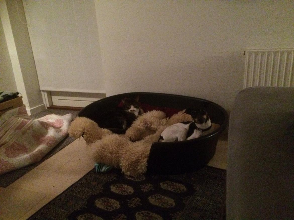 Blanding af racer Dansk/Svensk -Mynde Donna (Rafiki) - man kan sagtens dele seng med mogens  billede 21