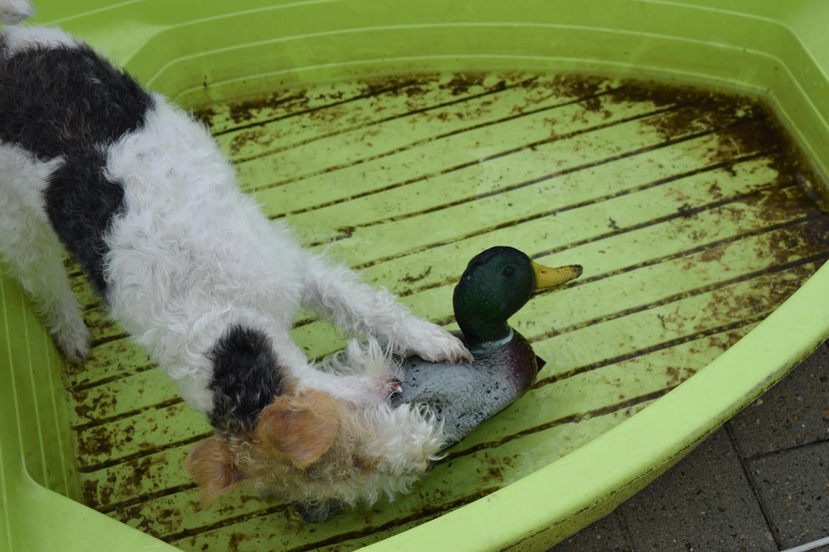 Ruhåret foxterrier Tiffy billede 20