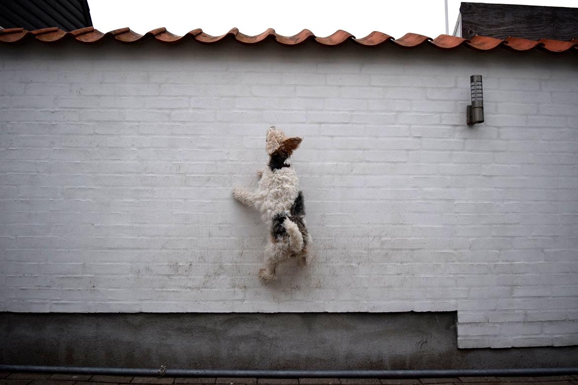 Ruhåret foxterrier Tiffy billede 21