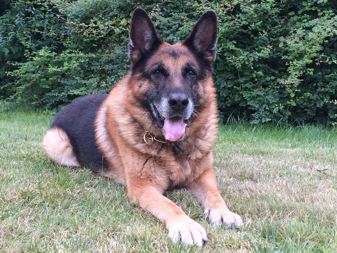Schæferhund Atlas Flokkenlund billede 21