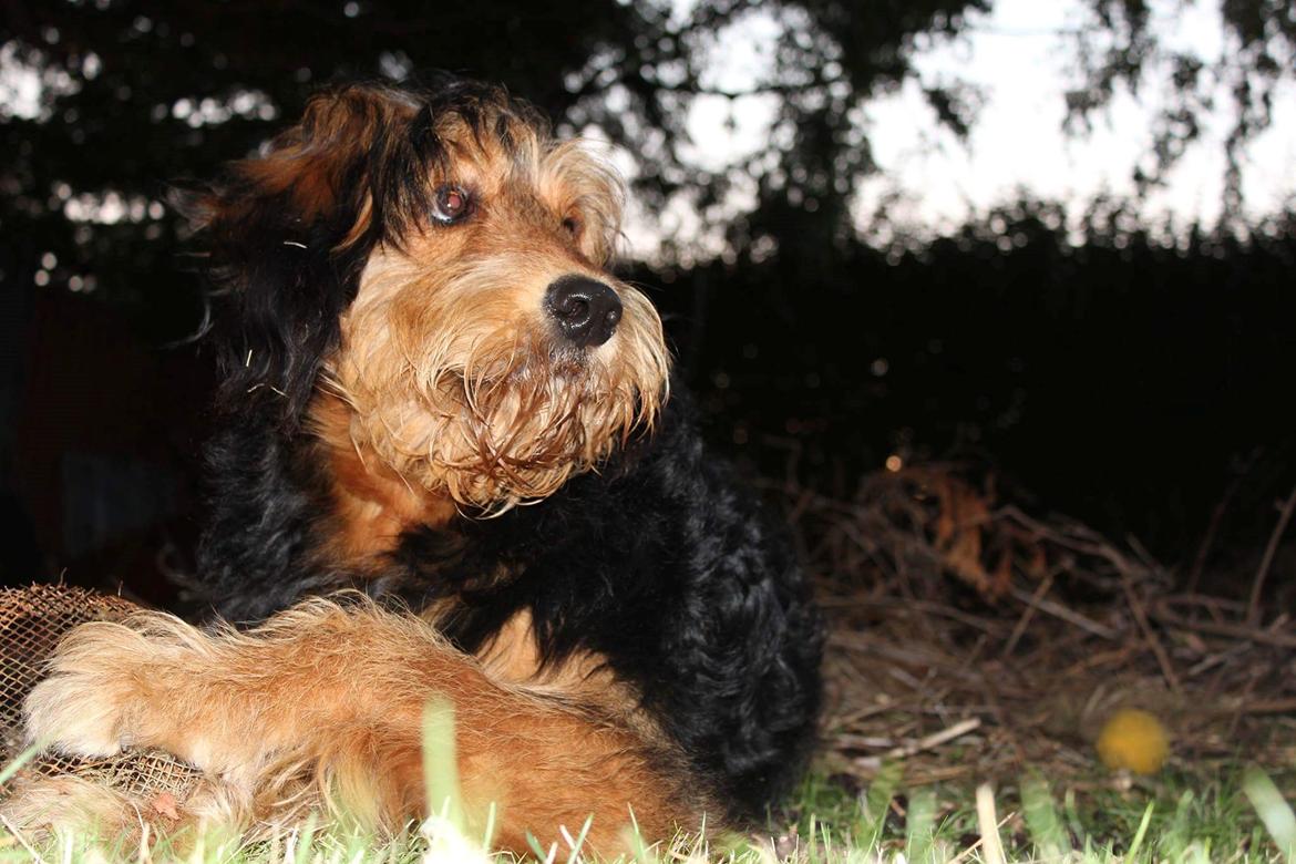 Blanding af racer Rex billede 8