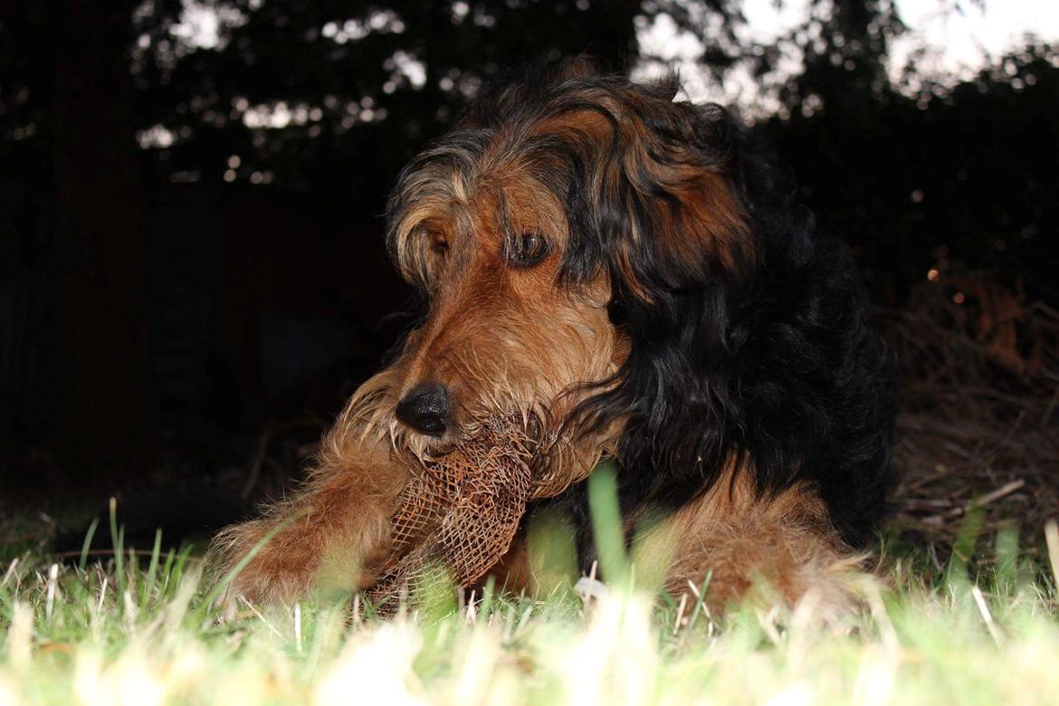 Blanding af racer Rex billede 9