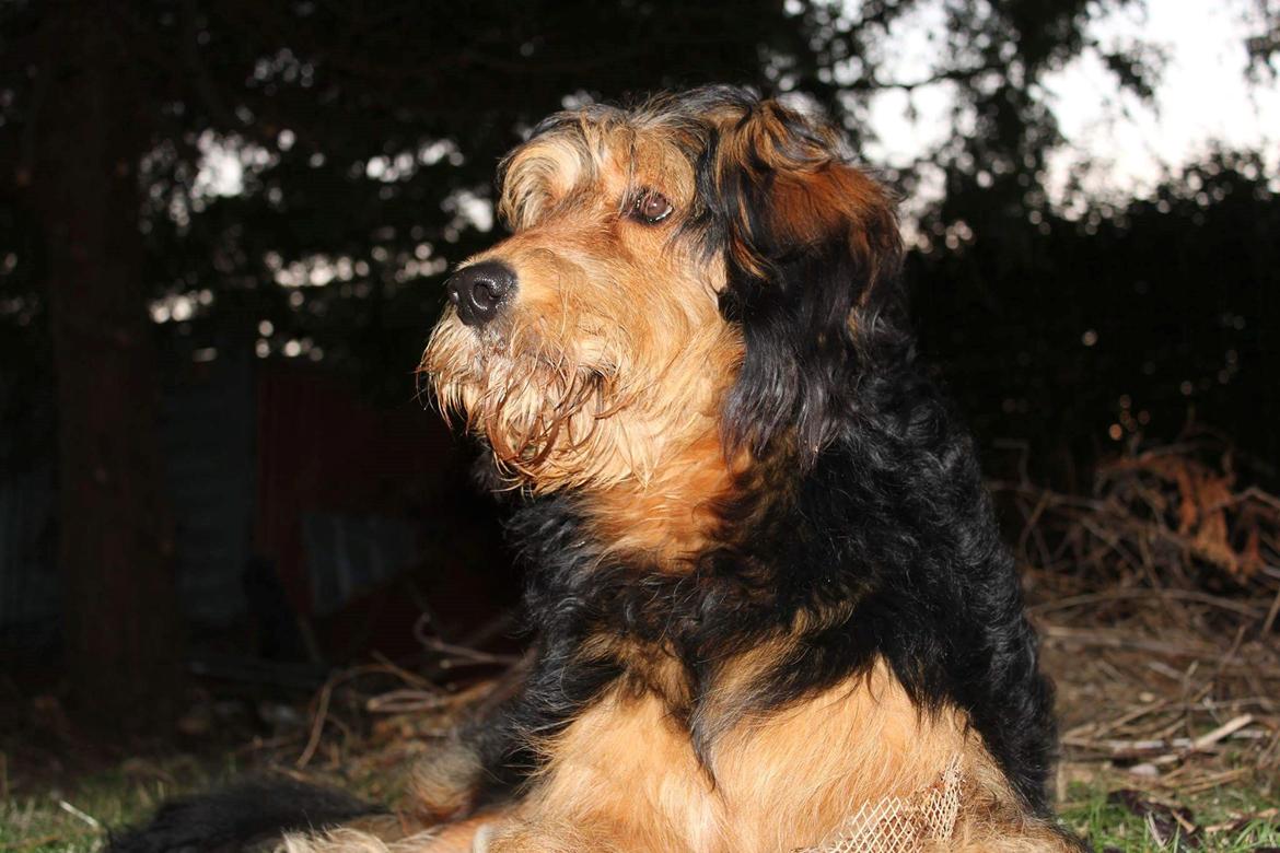 Blanding af racer Rex billede 10