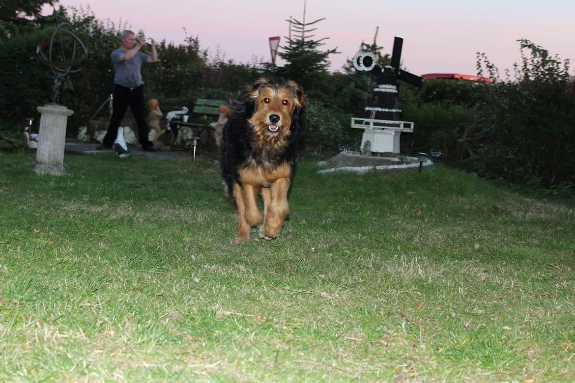 Blanding af racer Rex billede 11