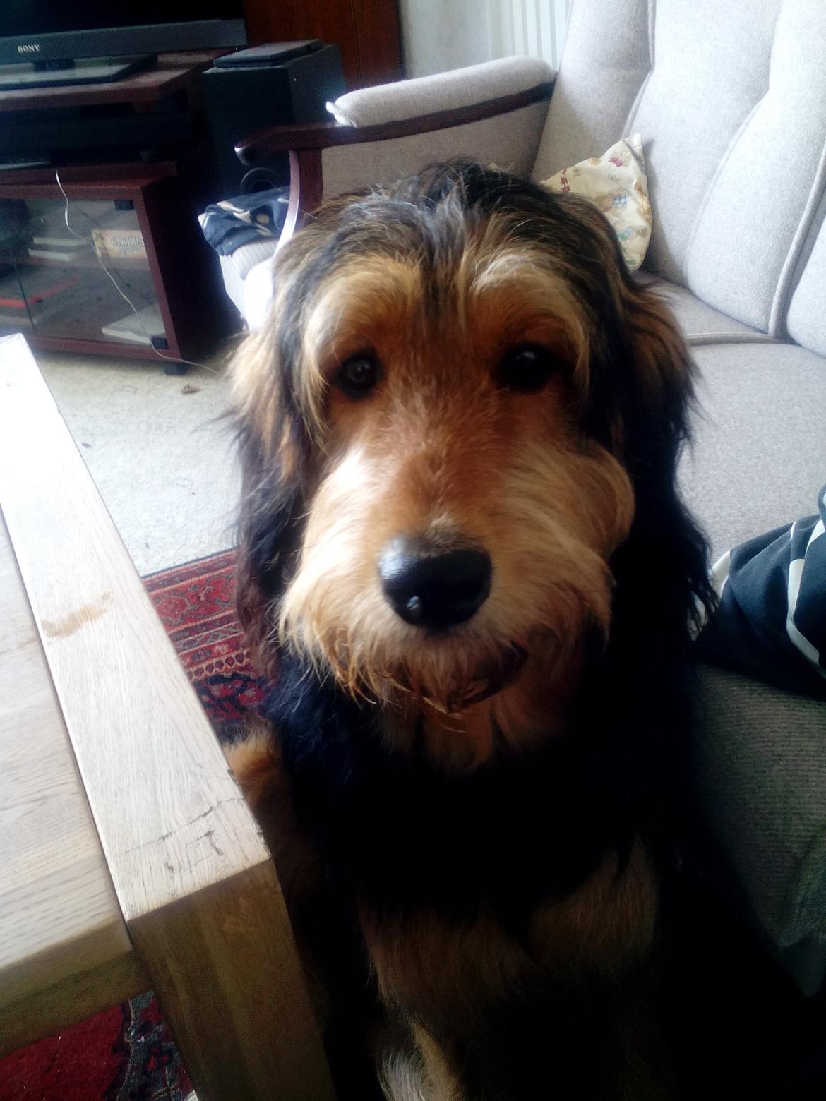 Blanding af racer Rex billede 12