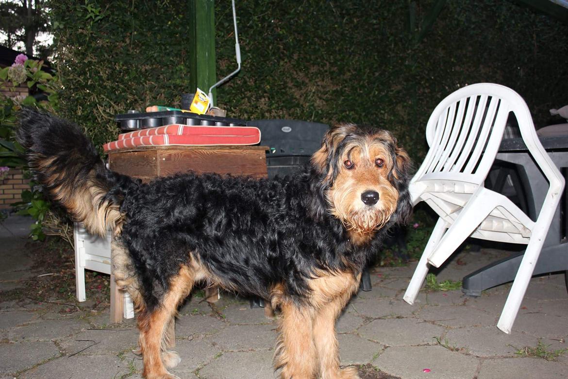 Blanding af racer Rex billede 13