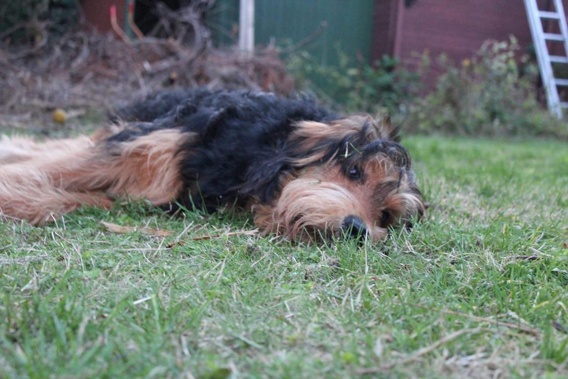 Blanding af racer Rex billede 14