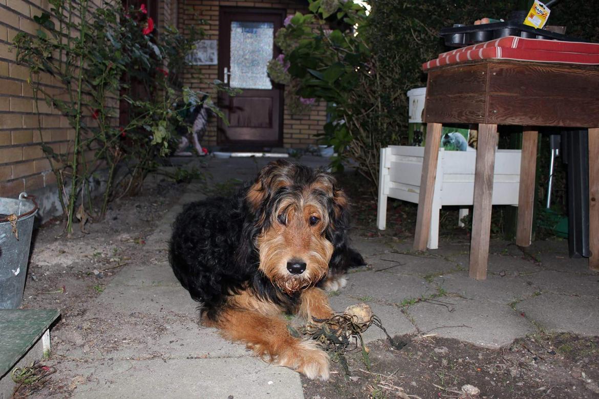 Blanding af racer Rex billede 15