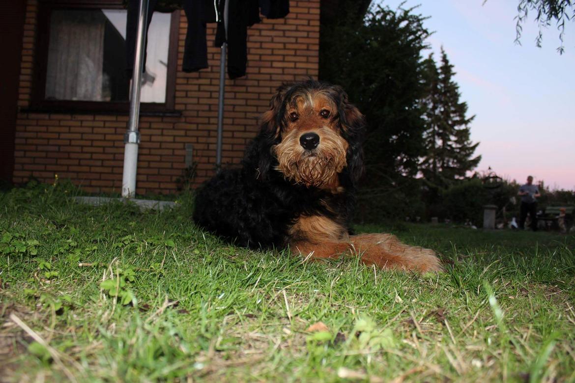 Blanding af racer Rex billede 16