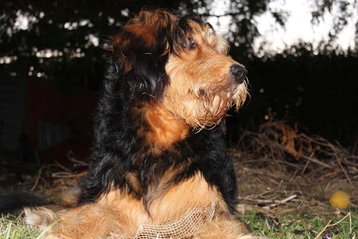 Blanding af racer Rex billede 17