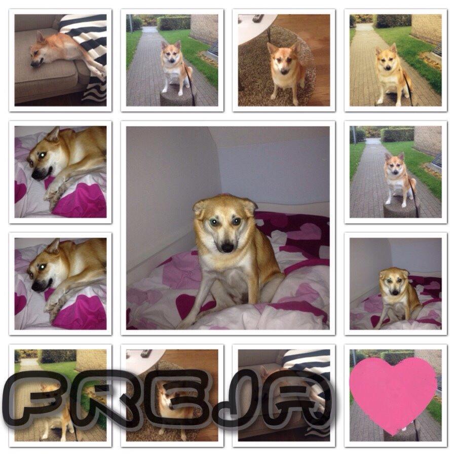 Islandsk fårehund Freja billede 4