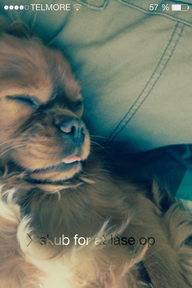 Cavalier king charles spaniel Charlie billede 1