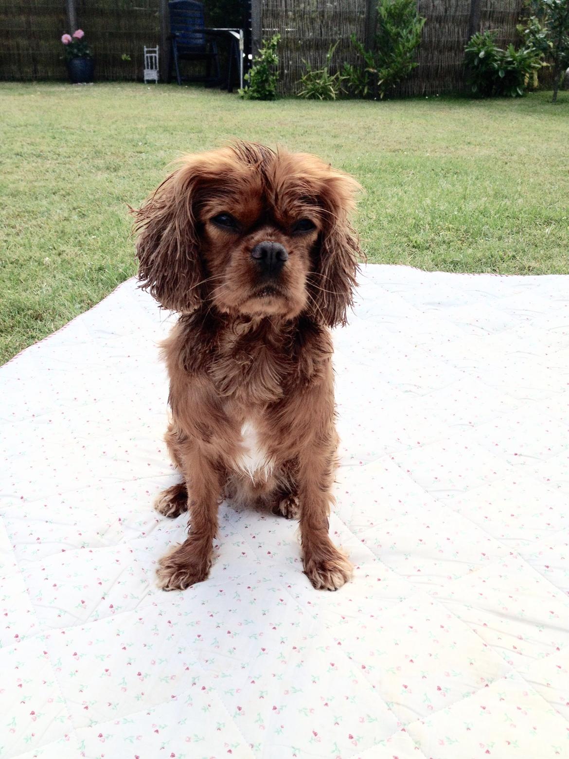 Cavalier king charles spaniel Charlie billede 3