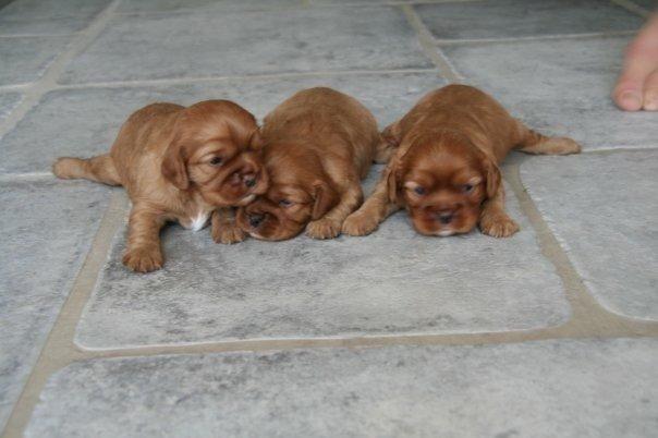 Cavalier king charles spaniel Charlie billede 5