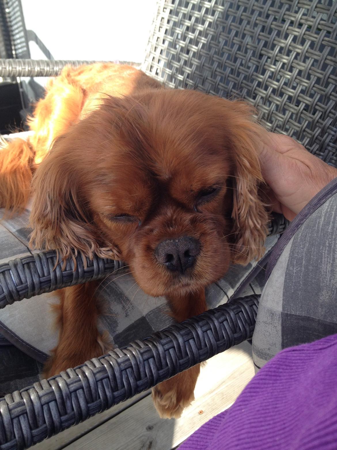Cavalier king charles spaniel Charlie billede 4