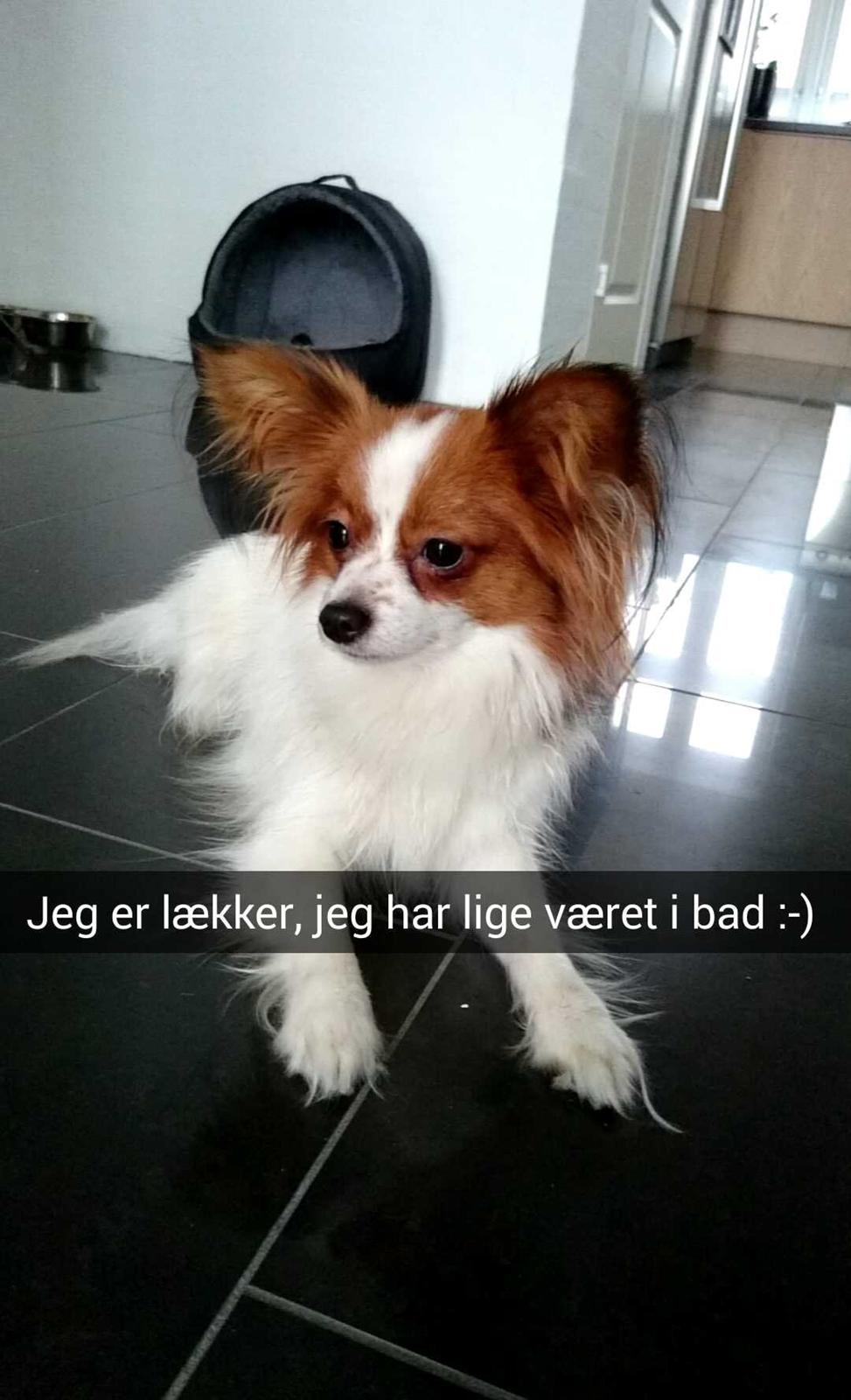 Papillon Jessi billede 14