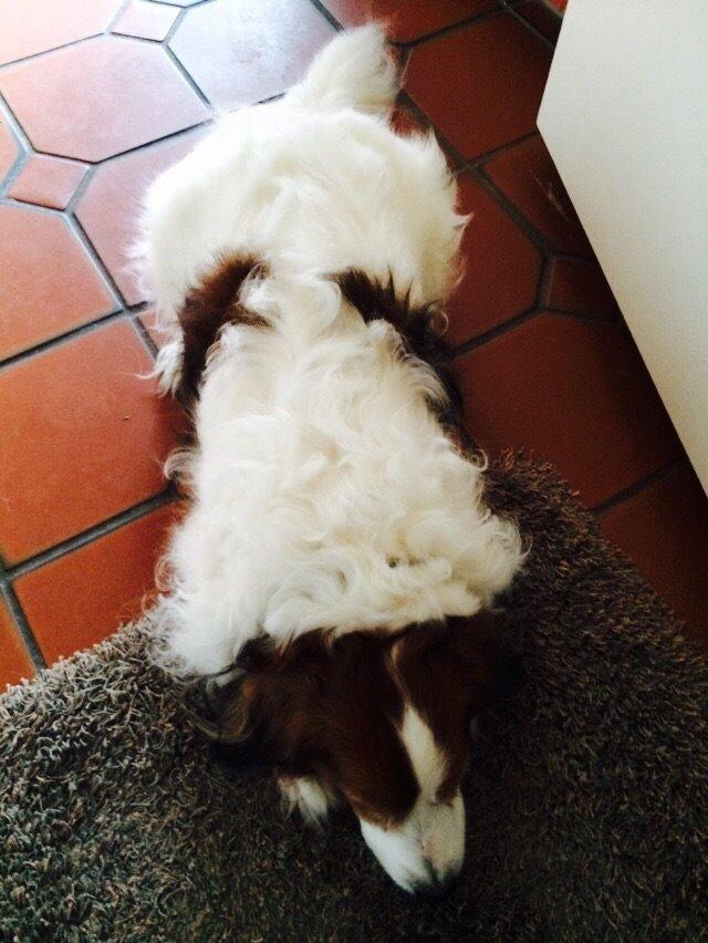 Kooikerhondje Andelokkerens brogede Gorm (Pyrus) billede 9