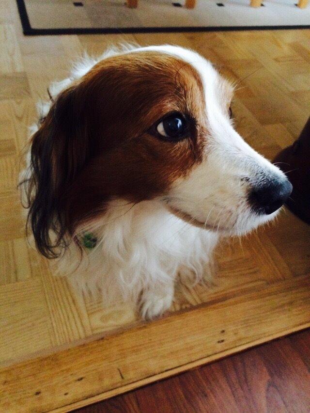 Kooikerhondje Andelokkerens brogede Gorm (Pyrus) billede 11