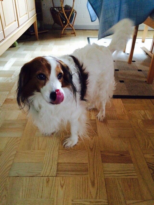 Kooikerhondje Andelokkerens brogede Gorm (Pyrus) billede 12