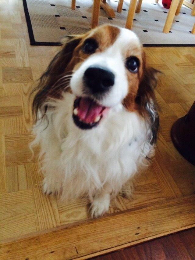 Kooikerhondje Andelokkerens brogede Gorm (Pyrus) billede 10