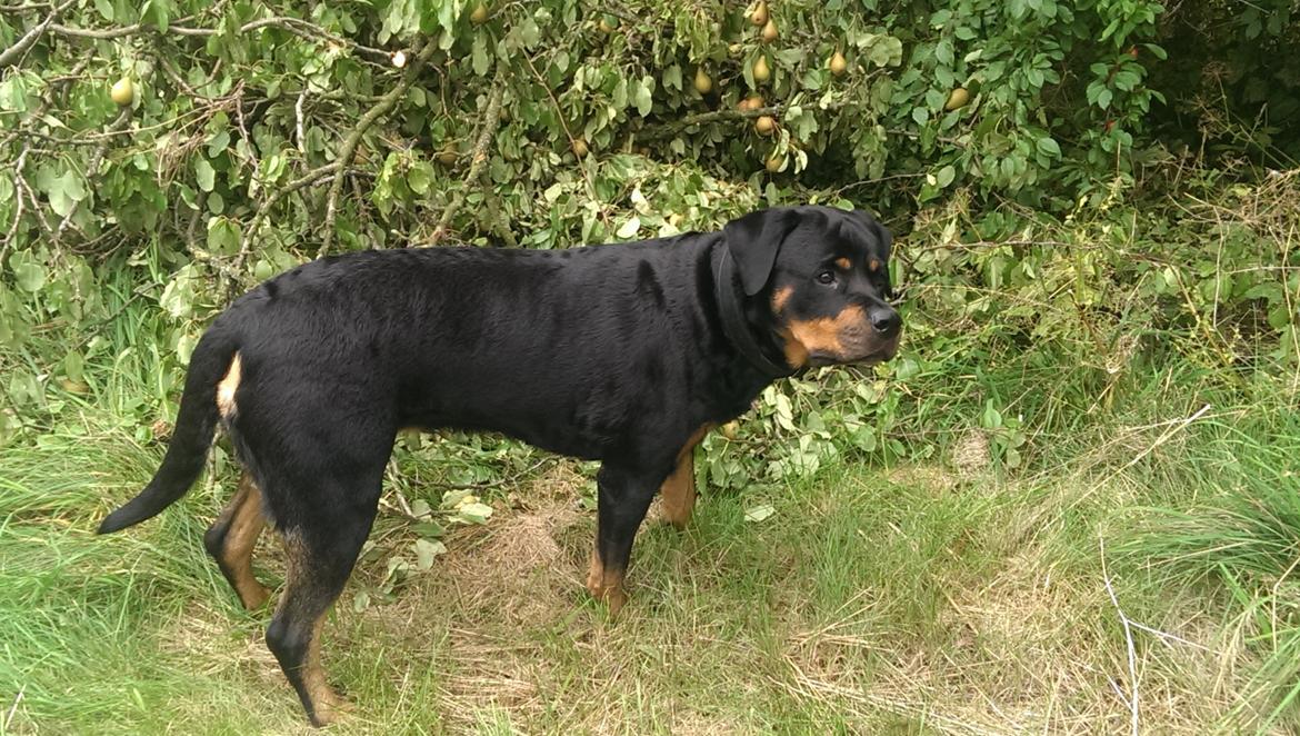 Rottweiler Von Hause Nomis Irina (Kikki) billede 14
