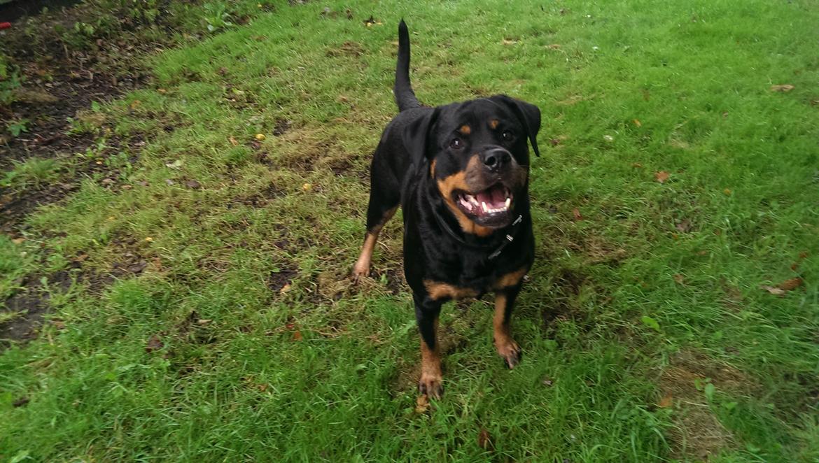 Rottweiler Von Hause Nomis Irina (Kikki) billede 15