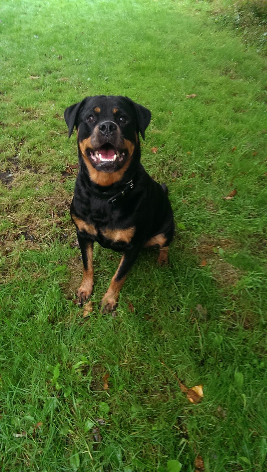 Rottweiler Von Hause Nomis Irina (Kikki) billede 16