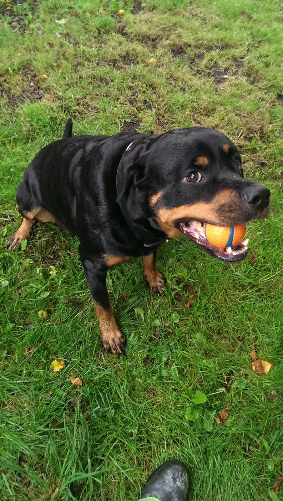 Rottweiler Von Hause Nomis Irina (Kikki) billede 17