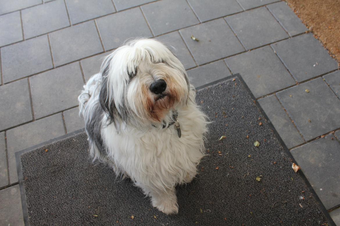 Polski owczarek nizinny Pjuske billede 2