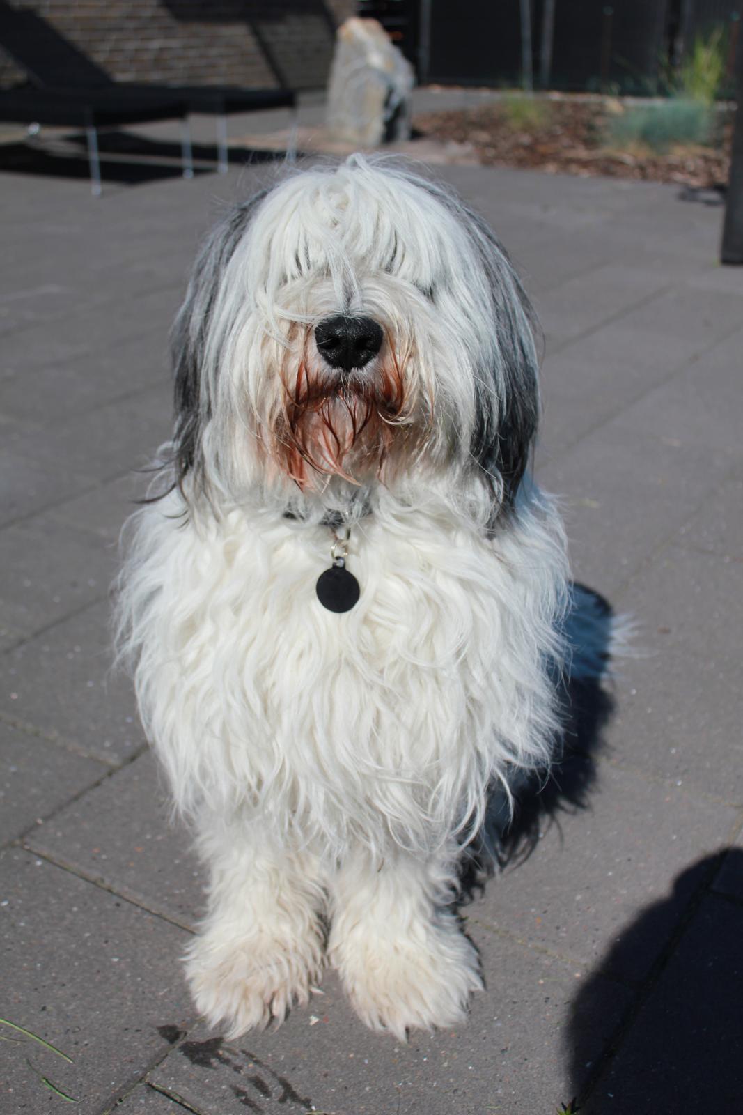 Polski owczarek nizinny Pjuske billede 3