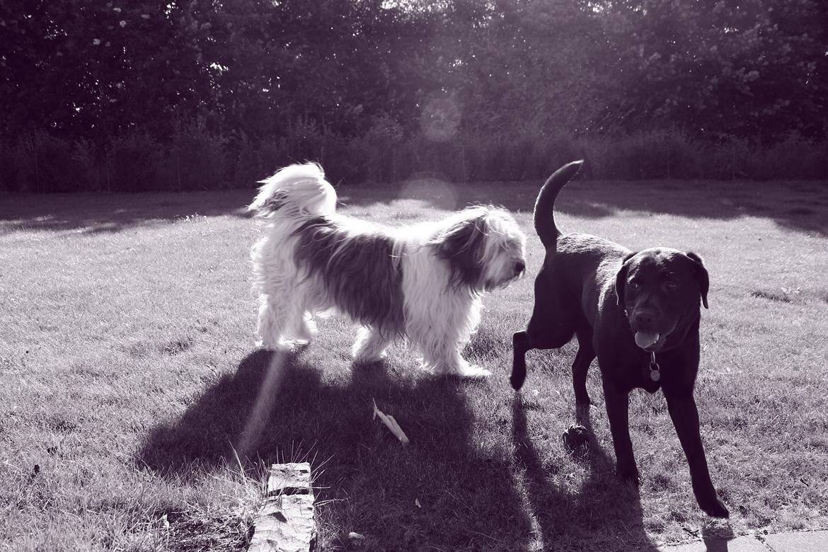 Polski owczarek nizinny Pjuske billede 4