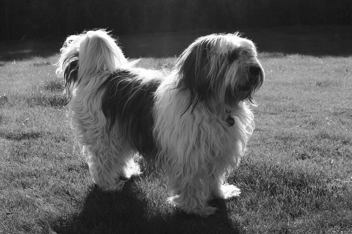 Polski owczarek nizinny Pjuske billede 1