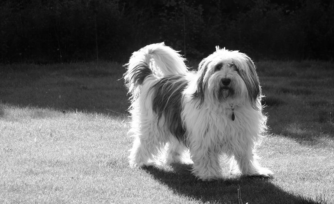 Polski owczarek nizinny Pjuske billede 5