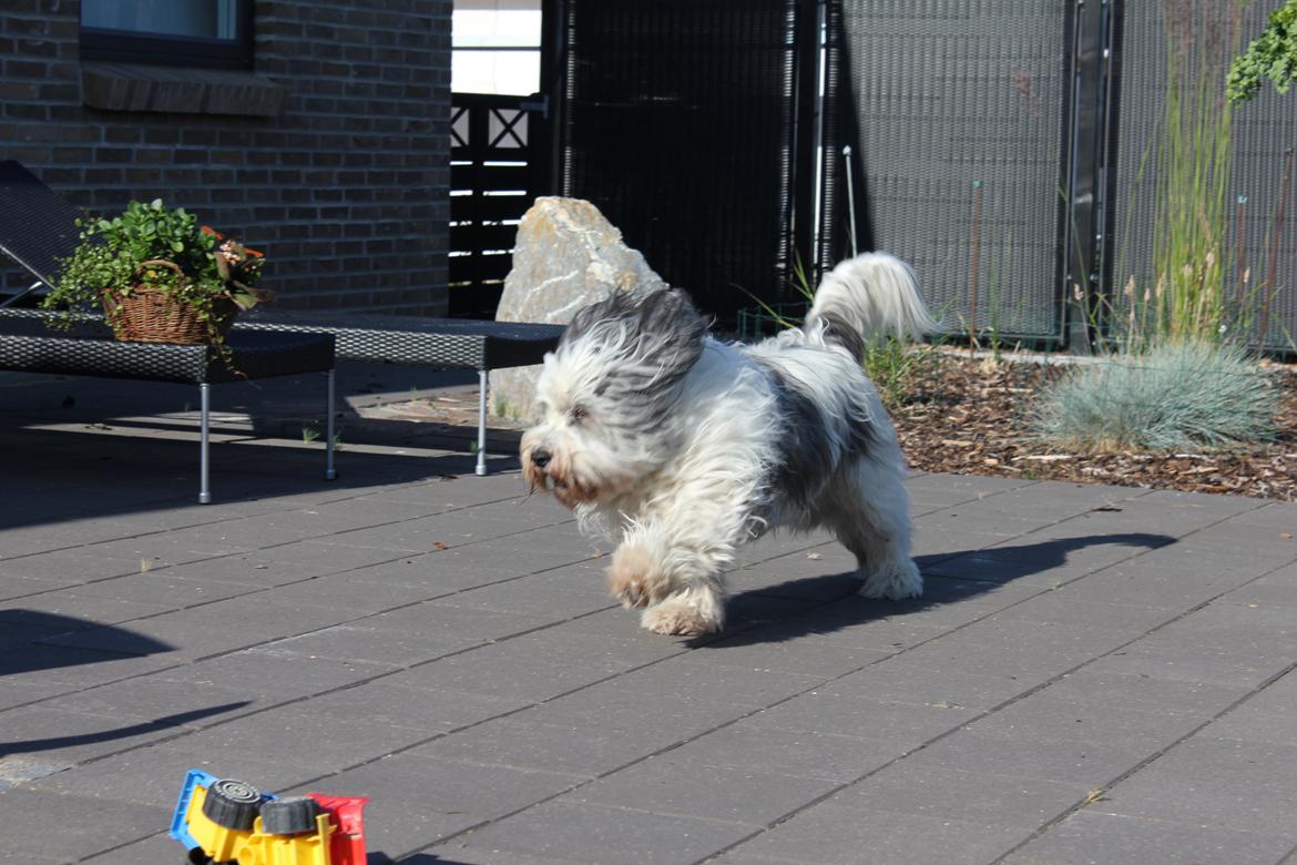 Polski owczarek nizinny Pjuske billede 6