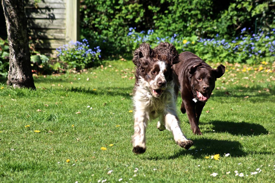 Engelsk springer spaniel Baloo *R.I.P* billede 6